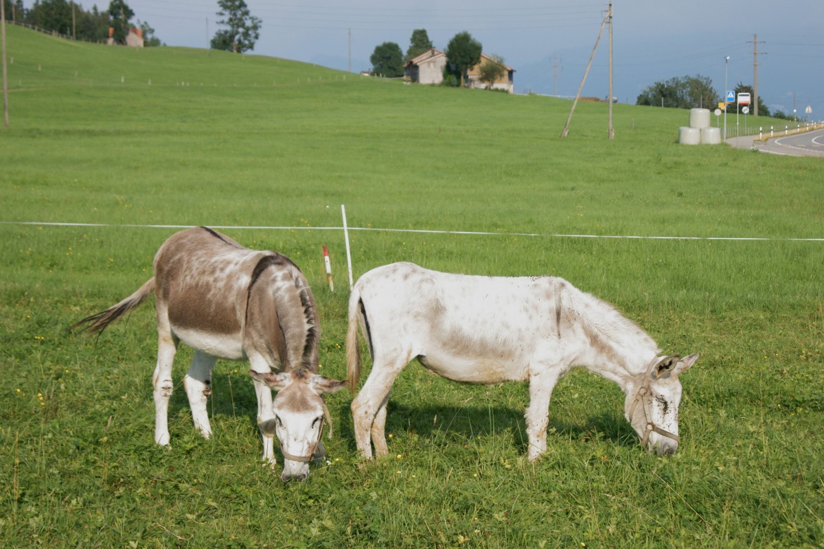 Zwei Maulesel stehen auf der Weide und fressen (10.08.2015 bei Gais/AR)