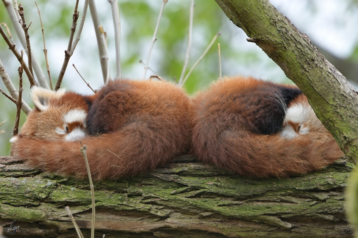 Zwei mde Rote Panda´s schlafen auf einem Baumstamm. (Dresden, April 2017)