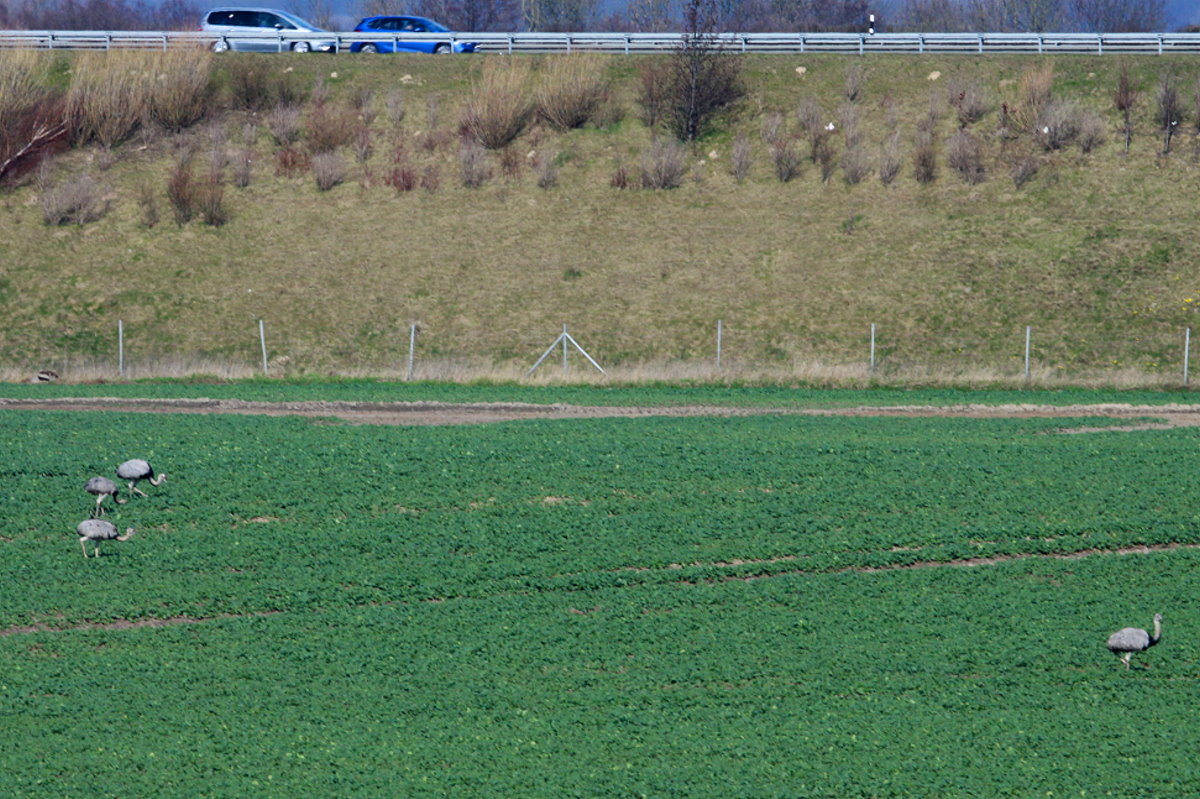 Zwei Nandu-Hhne und zwei Nandu-Hennen durchstreifen fressent ein Rapsfeld an der BAB 20 bei Niendorf. Im Lebensraum der Nandus gibt es die zwei groen Parteien. Die Nandu-Freunde und die Nandu-Hasser. Eines Tages gesellte sich auch die Autobahnmeisterei Lbeck in die Gruppe der Hasser mit dem Argument, die Nandus sind eine Gefahr fr die A 20. Ich fragte mich,  Was soll das jetzt?  Aber ich kam schnell drauf. Wenn da oben der Trottel Mensch mit 160 - 200 Km/h fhrt und der Beifahrer sagt pltzlich zum Fahrer:  Schau mal schnell, was sind das denn fr komische Tiere?! ......
Nandus bei Niendorf; 02.04.2016