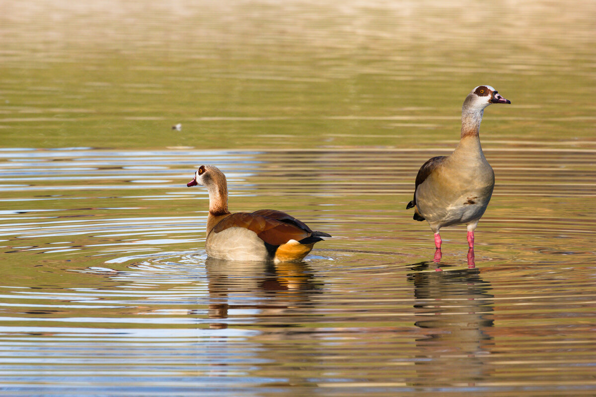 Zwei Nilgnse im Inselsee im Rosensteinpark in Stuttgart am 13.01.2022. 