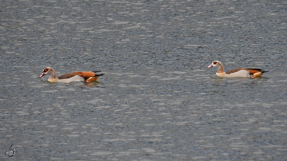 Zwei Nilgnse schwimmen auf dem Rhein. (Duisburg, Mai 2021)