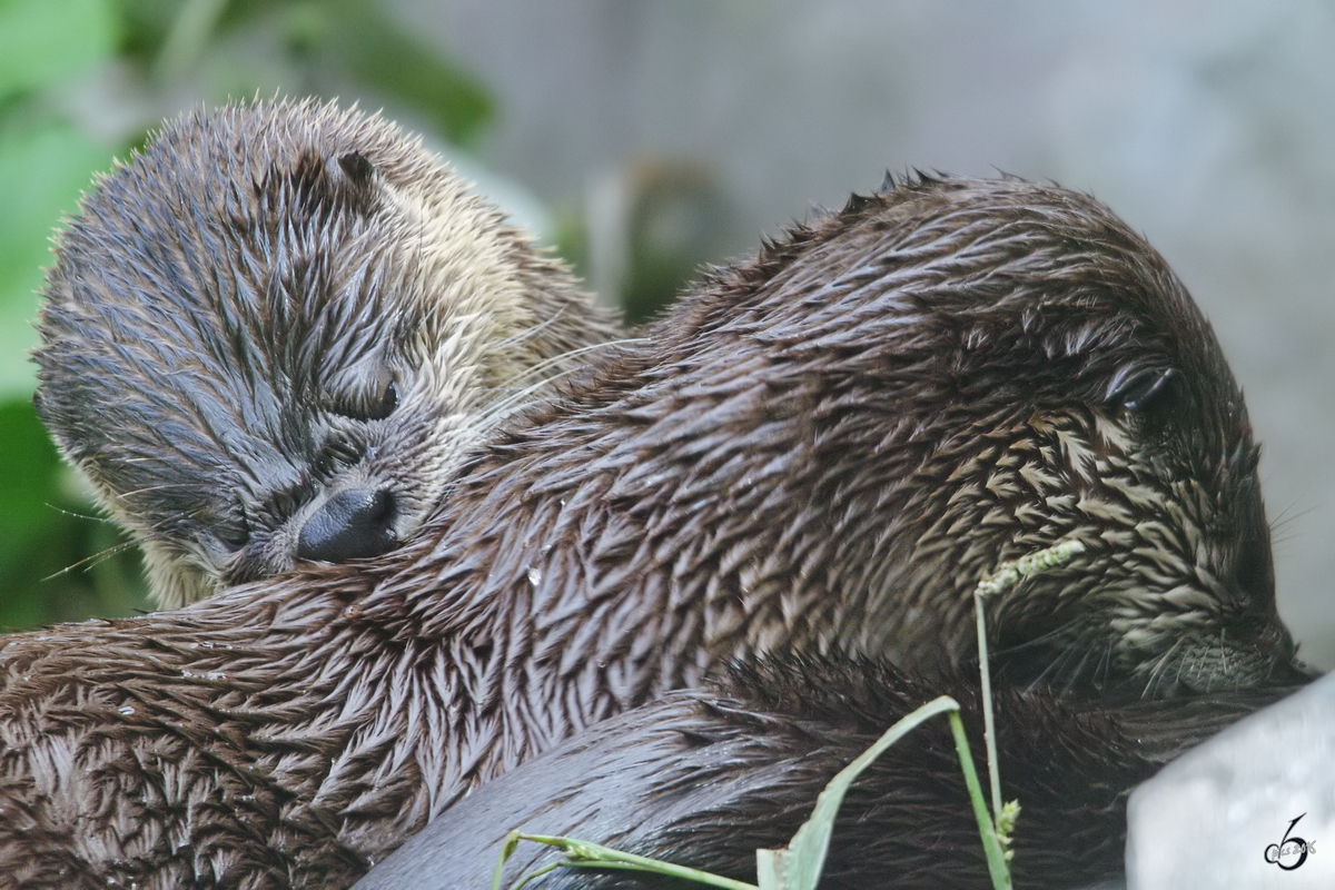 Zwei Nordamerikanische Fischotter bei der Fellpflege. (Zoom Gelsenkirchen, September 2009)