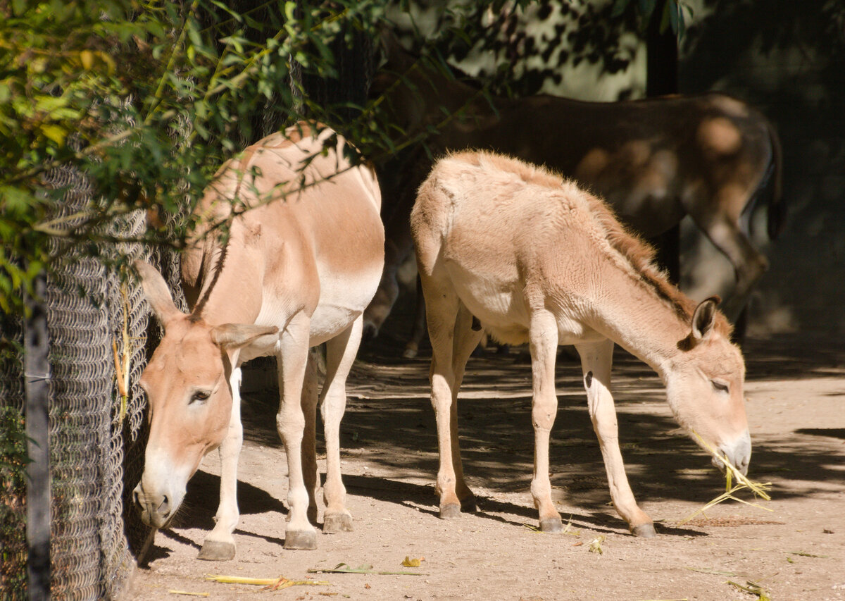 Zwei Onager (Halbesel) am 14.09.2021 im Tierpark Hagenbeck in Hamburg. 