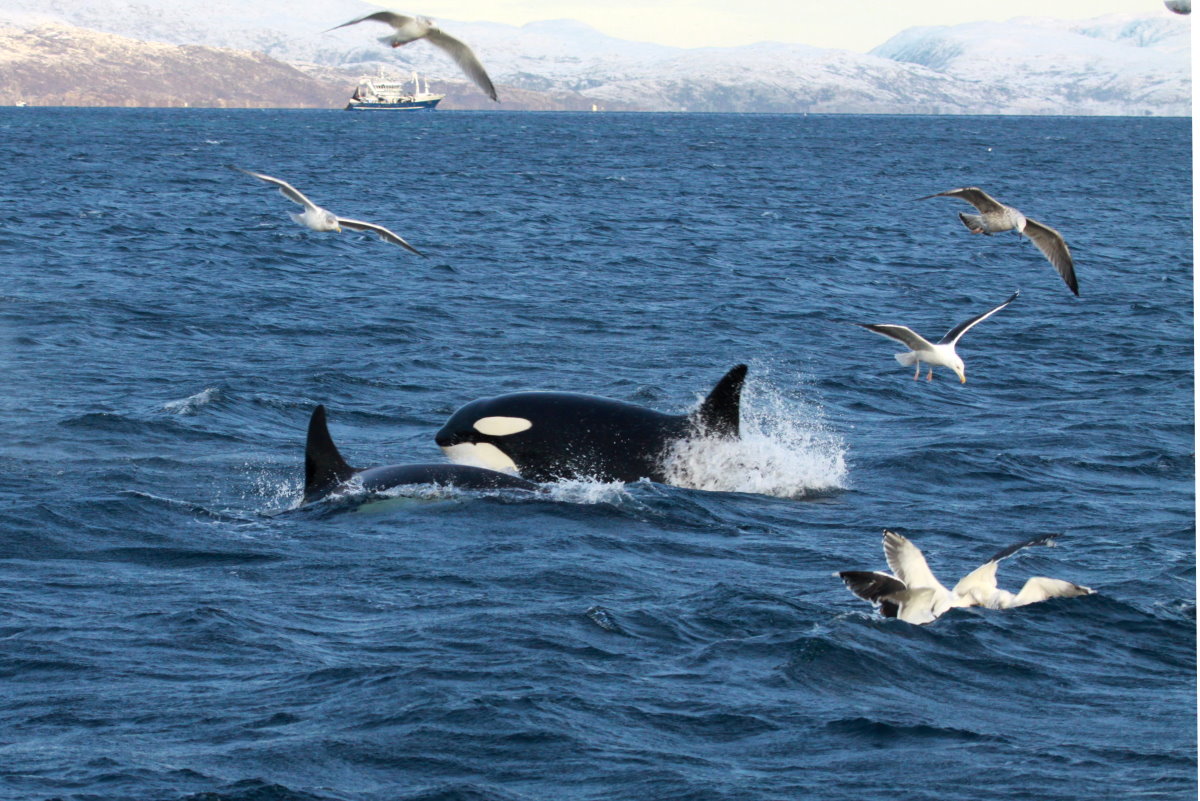 Zwei Orcas im Kaldfjorden; 07.11.2015