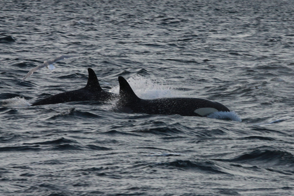 Zwei Orkas im Kvalsund; 07.11.2015