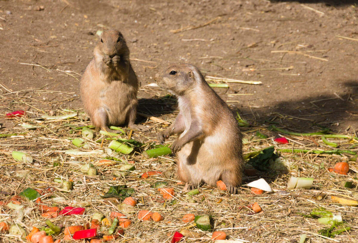 Zwei Prriehunde am 14.09.2021 im Tierpark Hagenbeck in Hamburg. 