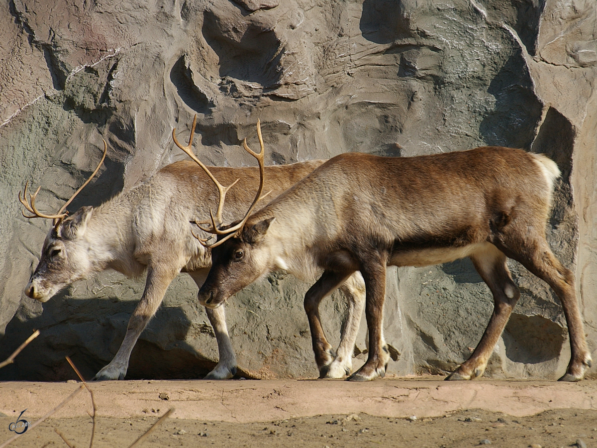 Zwei Rentiere im Zoom Gelsenkirchen. (Oktober 2006)