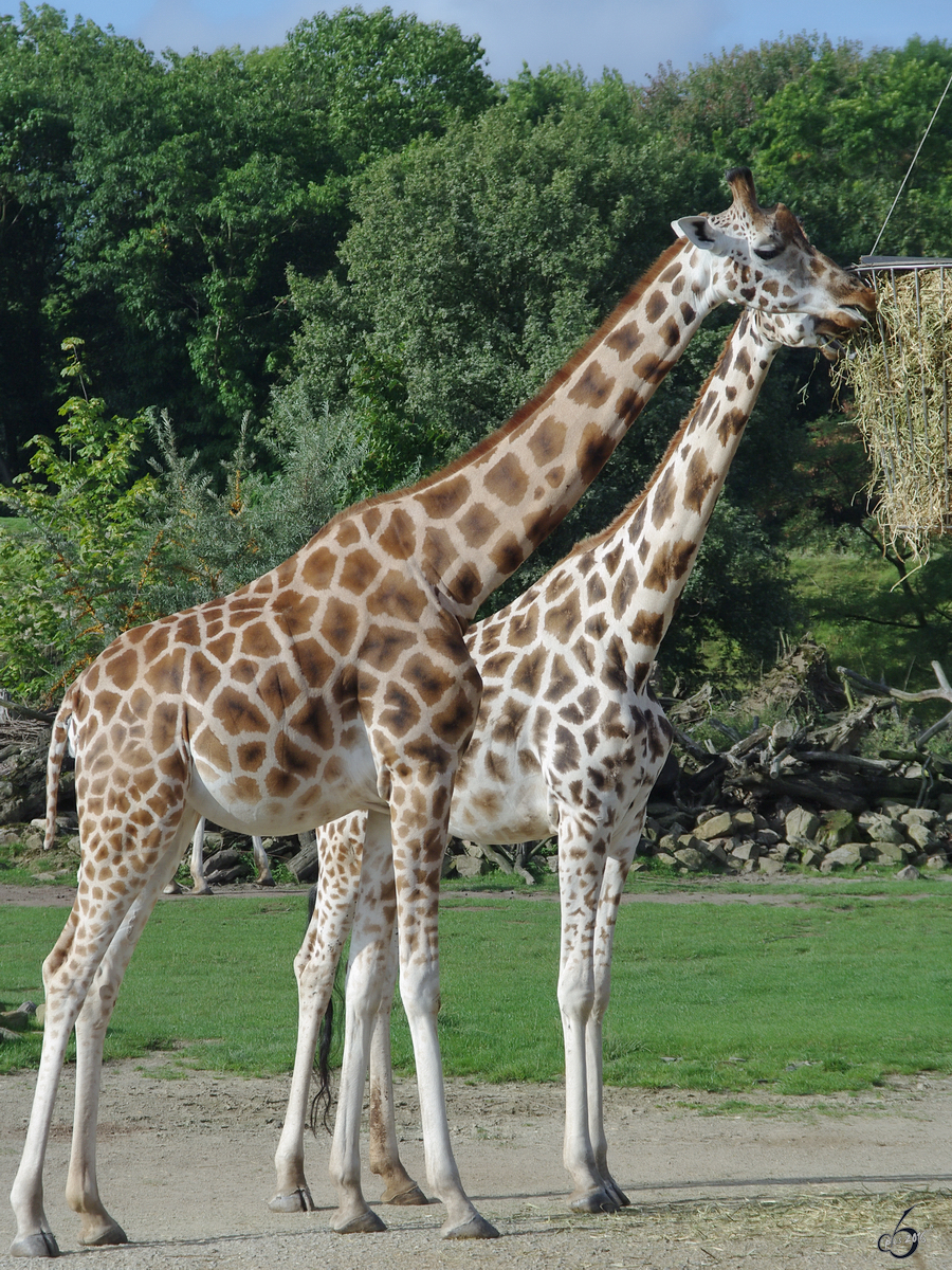 Zwei Rothschild-Giraffen whrend der  Brotzeit . (Zoom Gelsenkirchen, September 2009)