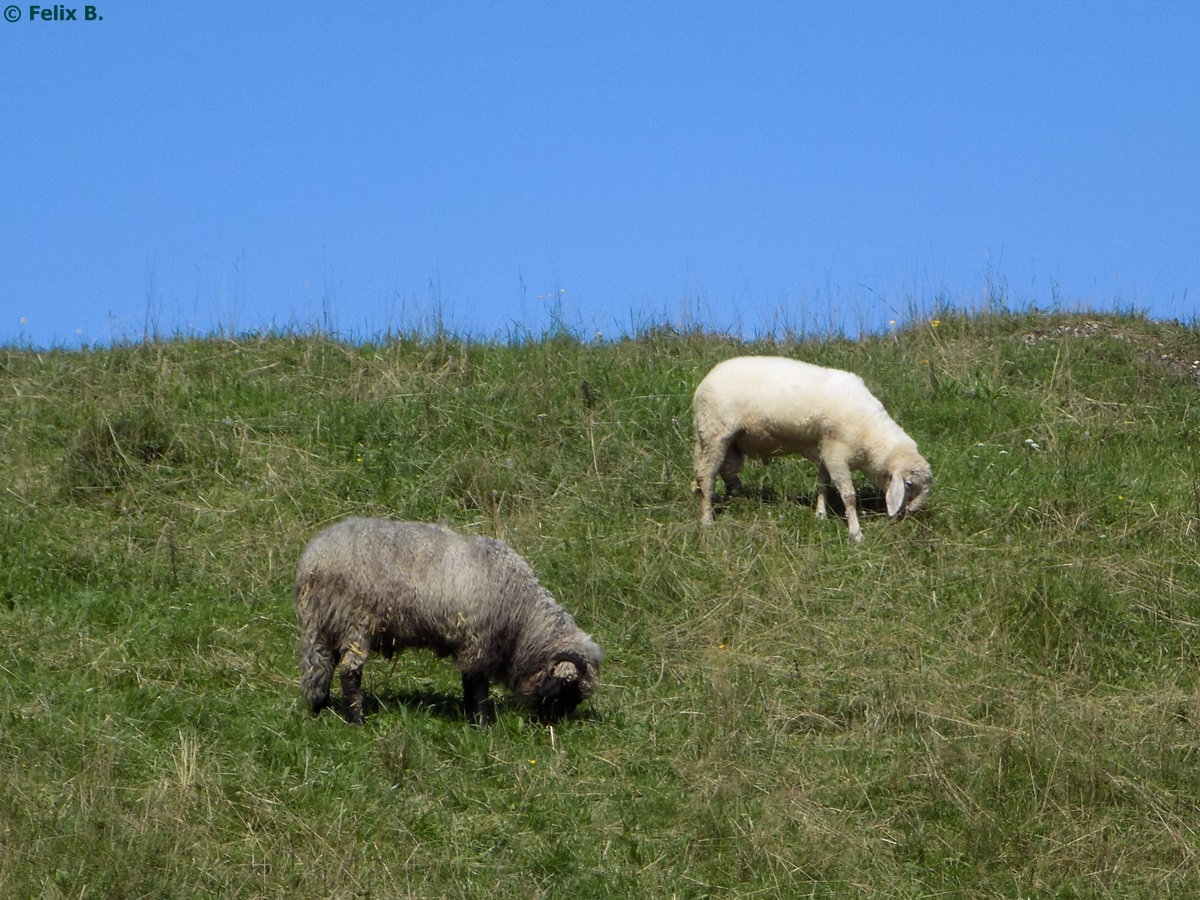 Zwei Schafe bei Schliersee am 17.08.2014