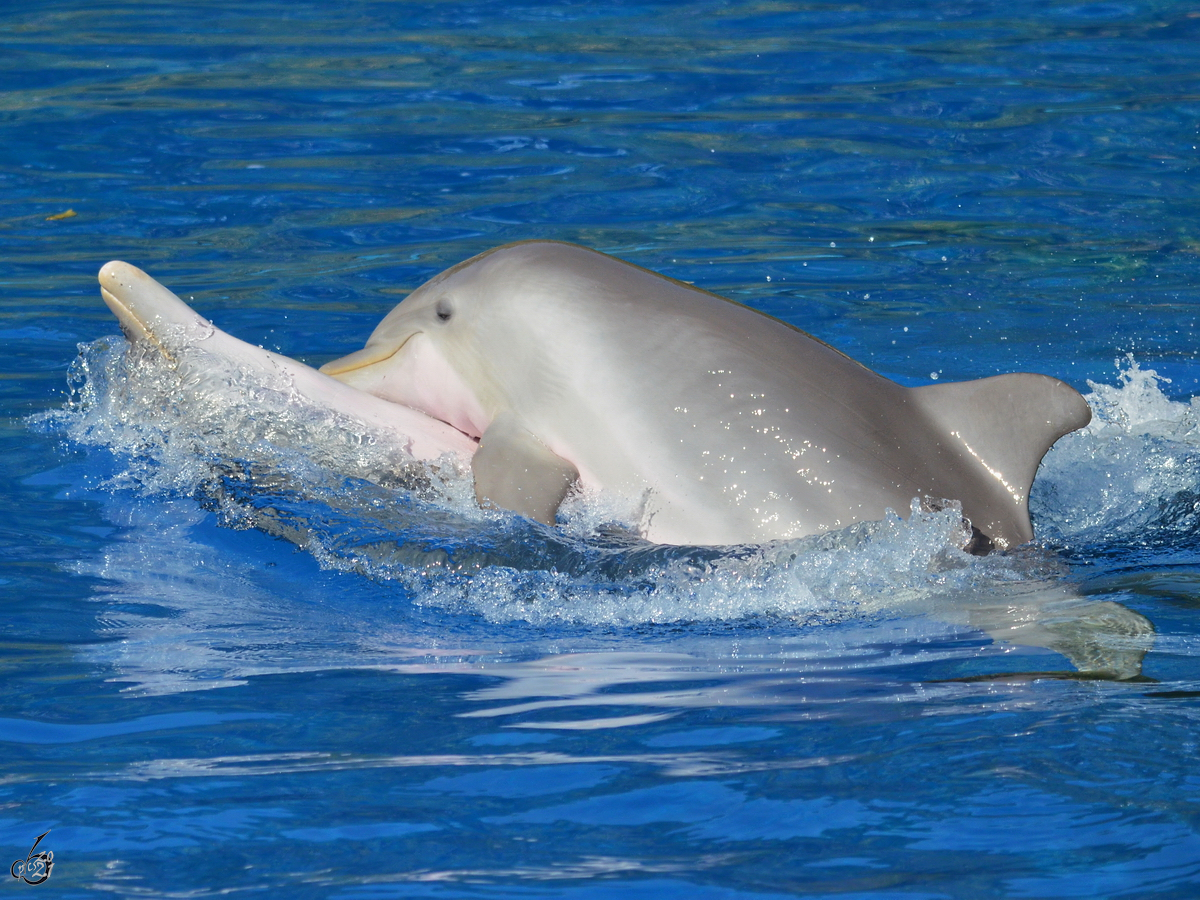 Zwei scheinbar verliebte Delfine ziehen gemeinsam ihre Bahnen im Zoo Madrid. (Dezember 2010)