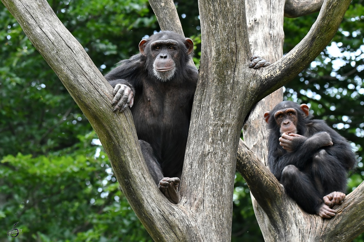 Zwei Schimpansen Anfang Juni 2018 im Zoo Aalborg.