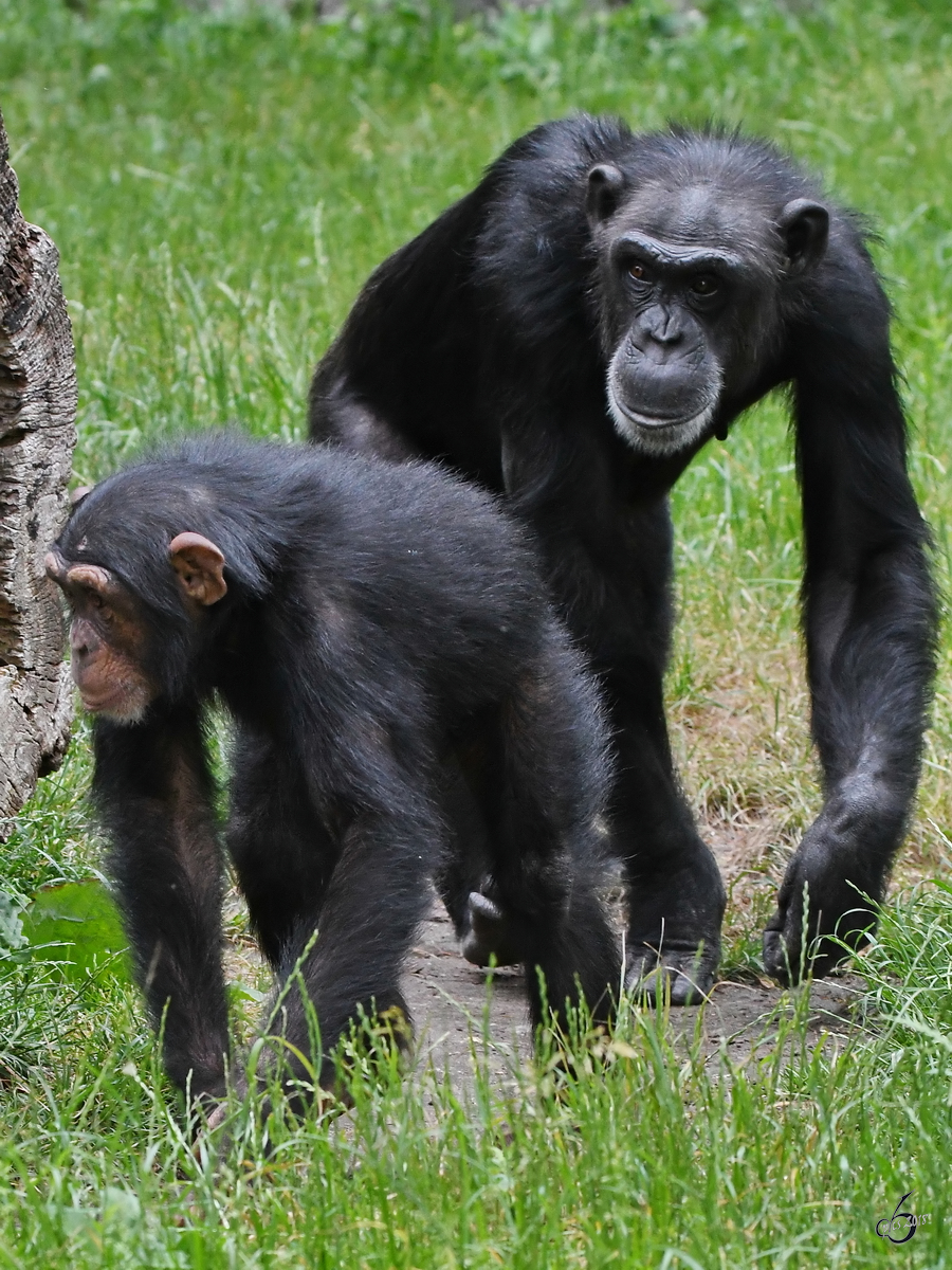 Zwei Schimpansen durchstreifen ihr Revier. (Zoo Aalborg, Juni 2018)
