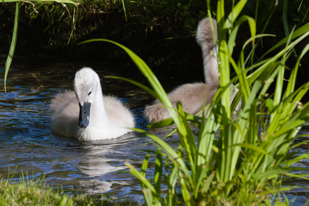 Zwei Schwanenkken schwimmen am 30.05.2022 auf dem Nesenbach im Unteren Schlossgarten in Stuttgart. 