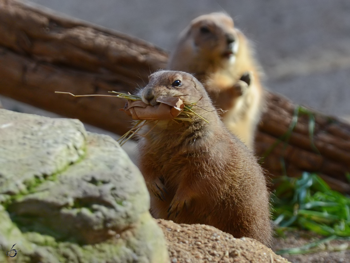 Zwei Schwarzschwanzprriehunde im Zoo Barcelona (Dezember 2011)