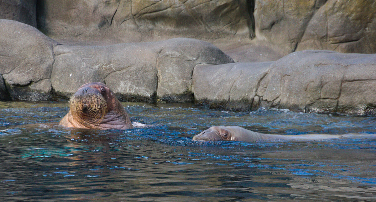 Zwei schwimmende Walrsser am 14.09.2021 im Tierpark Hagenbeck in Hamburg. 