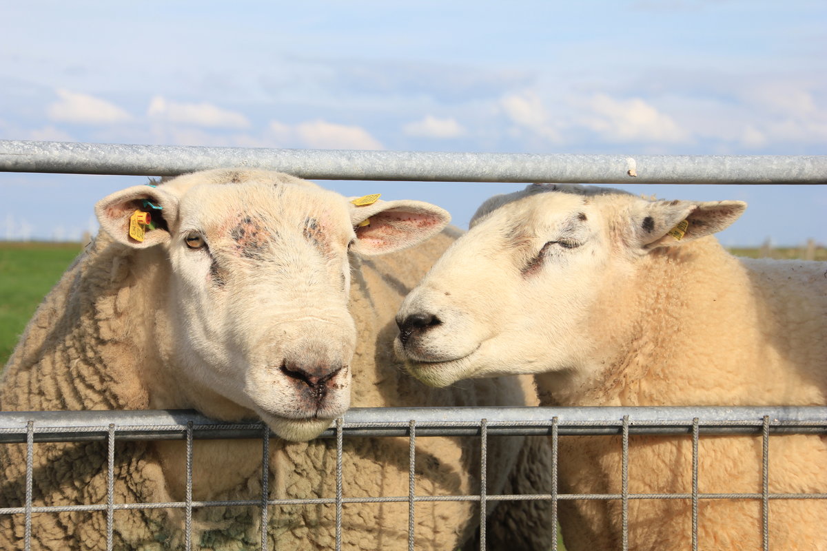 Zwei sehr zutrauliche und entspannte Schafe auf der Hallig Sdfall am 20.09.2016. 