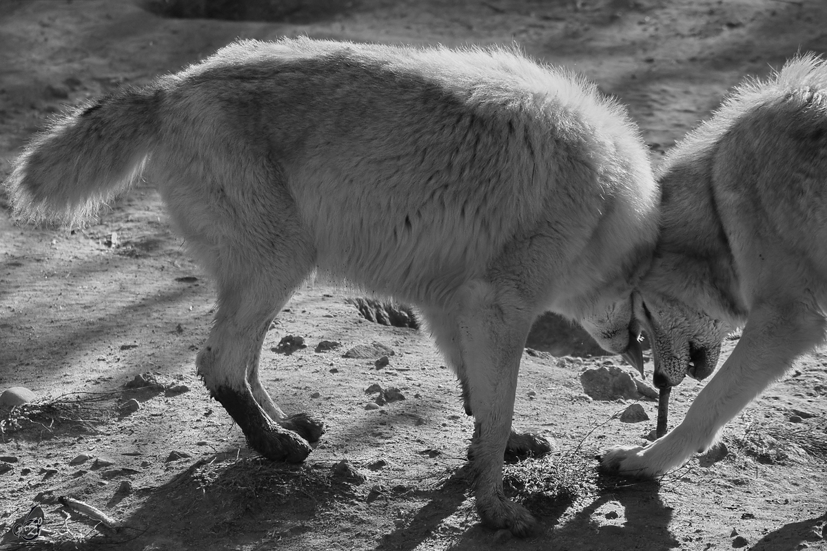 Zwei sich um einen Ast streitende Wlfe waren Mitte Dezember 2010 im Zoo Madrid zu sehen.