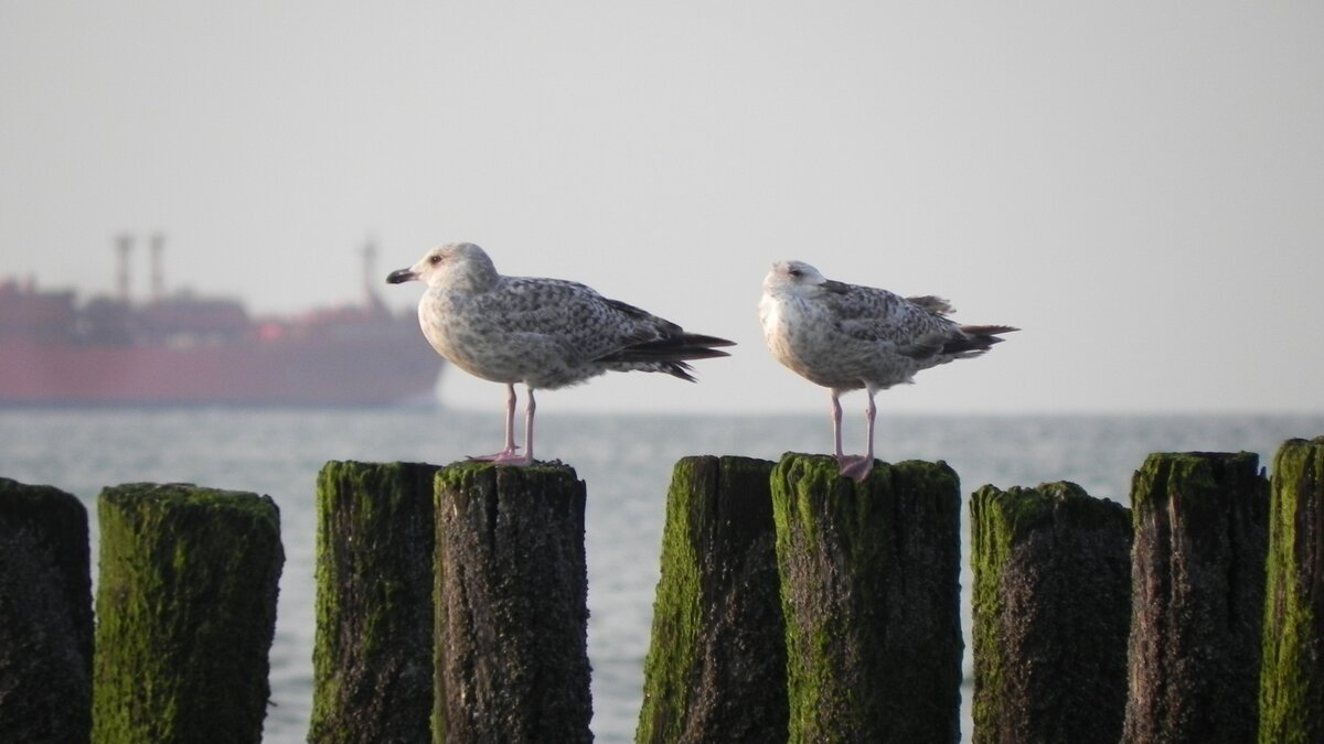 Zwei Silbermwen am Strand von Cadzand an der hollndischen Nordseekste. Als Standvgel sind Silbermwen auch im Winter an der Kste anzutreffen.

Fttern ist schdlich fr Menschen und Tiere!

Generell ist es sehr wichtig, Silbermwen niemals zu fttern. Darauf wird auch in vielen Gemeinden an Nord- und Ostsee hingewiesen. Denn erstens kann Fttern dazu fhren, dass ungeeignetes Futter die Tiere erkranken lsst. So quillt Weibrot beispielsweise im Magen auf, kann aber nicht richtig verdaut werden. 

Zweitens kann es dazu fhren, dass die Vgel (nicht nur Silbermwen) sich an Menschen als Futterquelle gewhnen und natrliche Hemmungen verlieren. Dadurch kommt es besonders an Ferienorten immer wieder vor, dass Mwen beispielsweise Fischbrtchen aus den Hnden berraschter Urlauber*innen schnappen. (Text des BUND)
