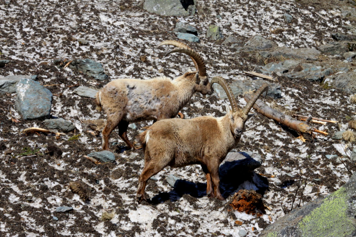 Zwei Steinbcke in den Walliser Alpen bei Fionnay; 24.04.2021
29.04.2021 Andr Breutel