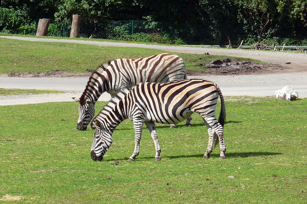 Zwei Steppenzebras grasen im Serengetipark, 9.9.15 
