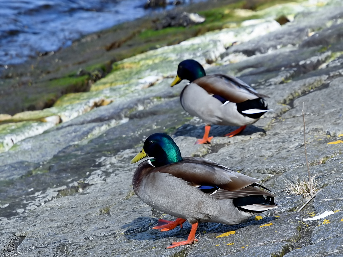 Zwei Stockenten am Ufer der Trave. (Priwall, Mrz 2022)