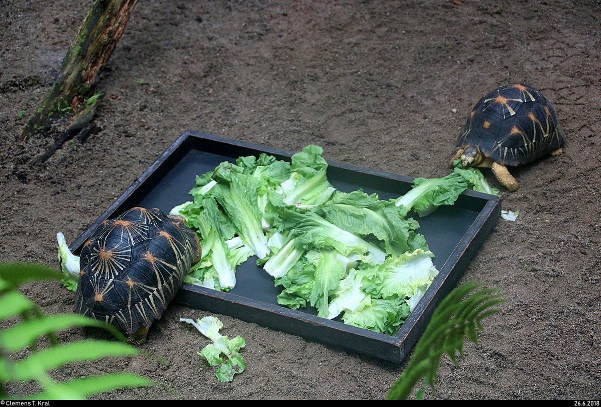 Zwei Strahlenschildkrten fressen Salat im Gondwanaland des Zoos Leipzig. [26.6.2018 | 12:03 Uhr]