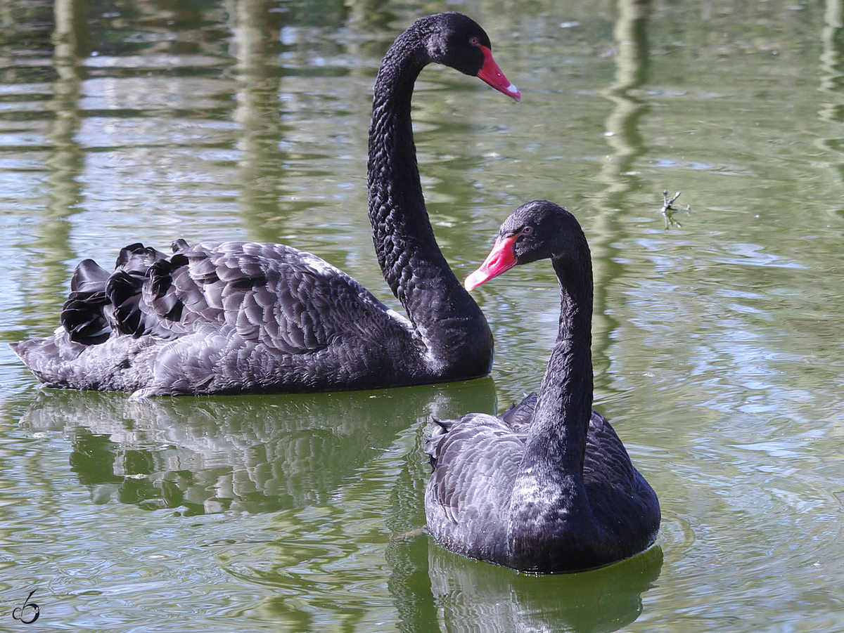 Zwei Trauerschwne ziehen ihre einsamen Runden. (April 2009)