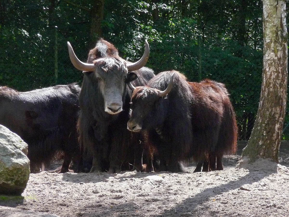 Zwei urige Yaks starren in die Kamera im Serengetipark, 9.9.15 