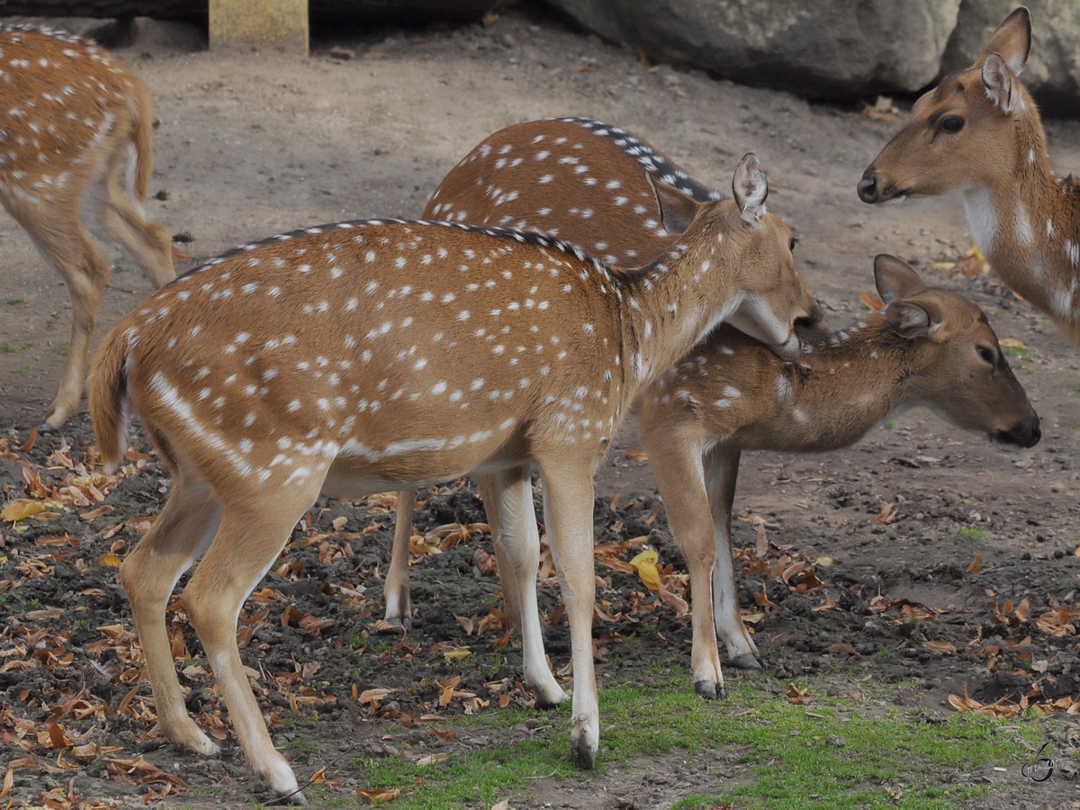 Zwei Vietnam-Sikahirsche im Tiergarten Schnbrunn. (Wien, November 2010)