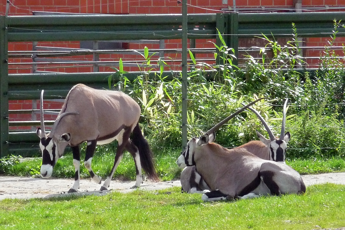 Zwei Wasserbcke im Serengetipark, 9.9.15 