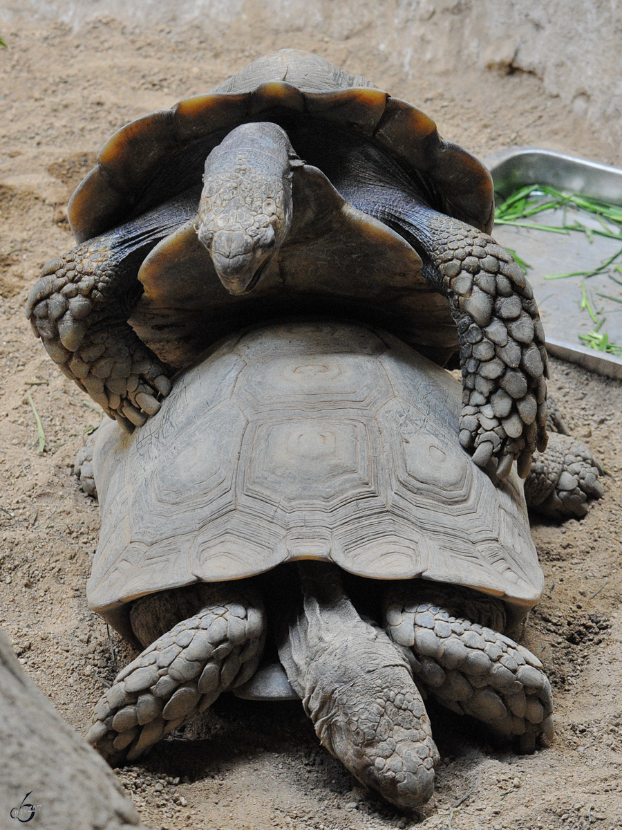 Zwei Westliche Griechische Landschildkrten im Zoo Barcelona. (Dezember 2011)