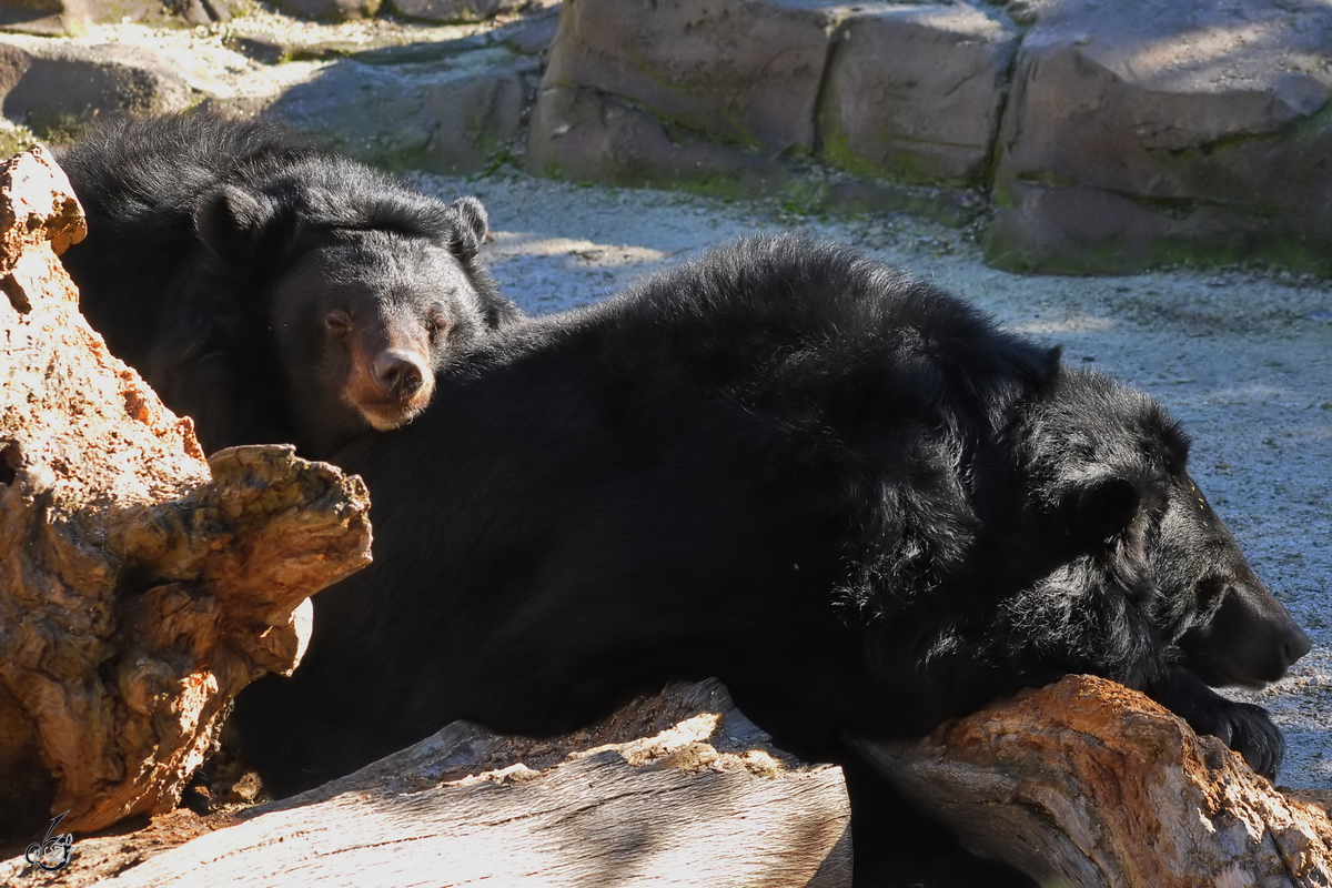 Zwei wirklich mde Kragenbren machen Siesta. (Zoo Madrid, Dezember 2010)