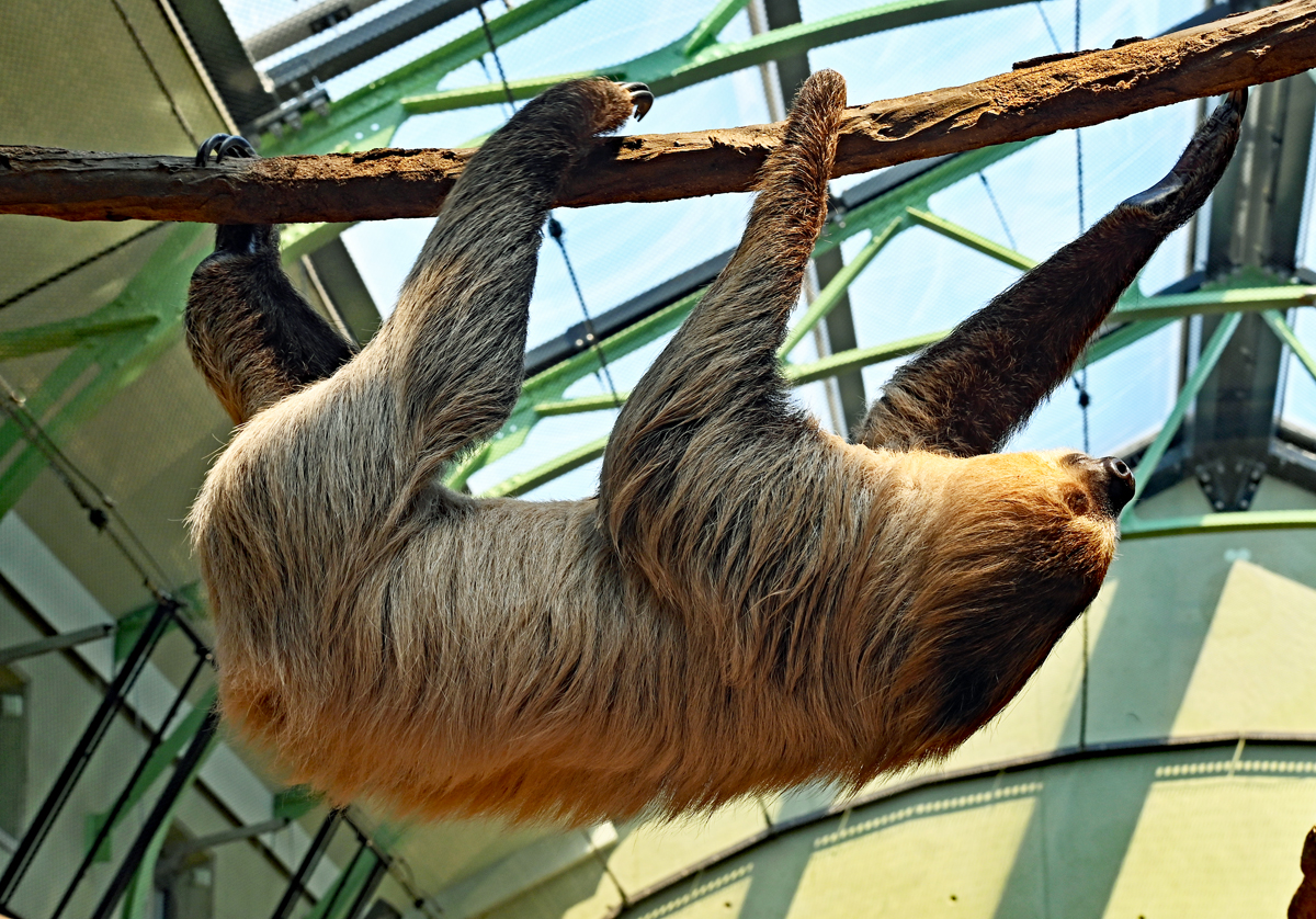 Zweifinger-Faultier im Klner Zoo - 16-06-2022