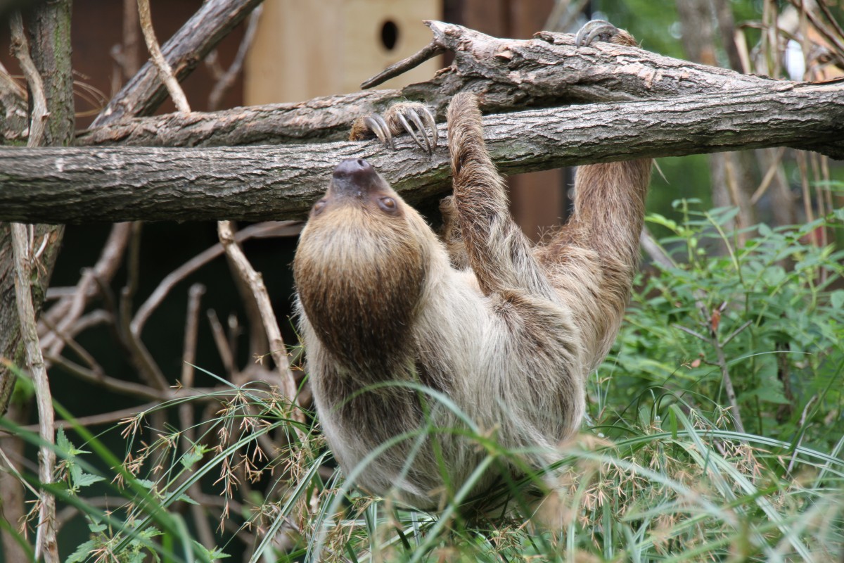 Zweifingerfaultier oder Unau (Choloepus didactylus) am 25.7.2010 im Zoo Heildelberg.