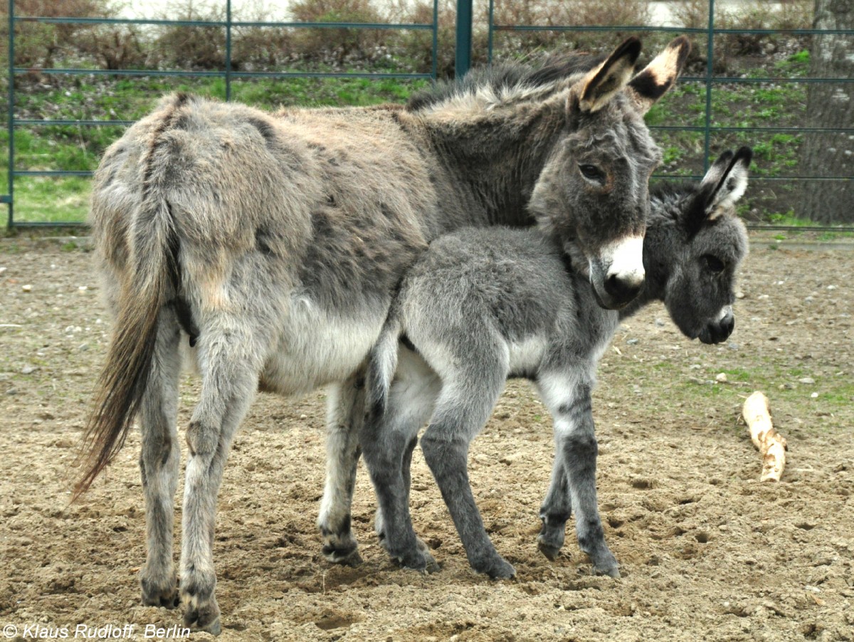 Zwergesel (Equus africanus f. asinus) im Tierpark Berlin