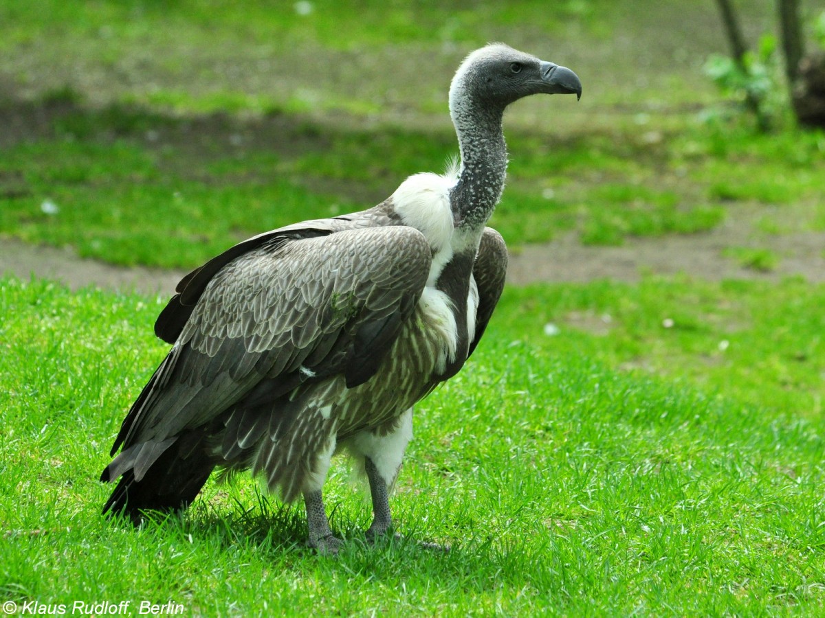 Zwerggnsegeier oder Weirckengeier (Gyps africanus) im Tierpark Berlin