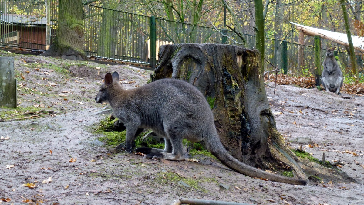 Zwergknguru in Waldzoo Gera. Foto 08.11.13