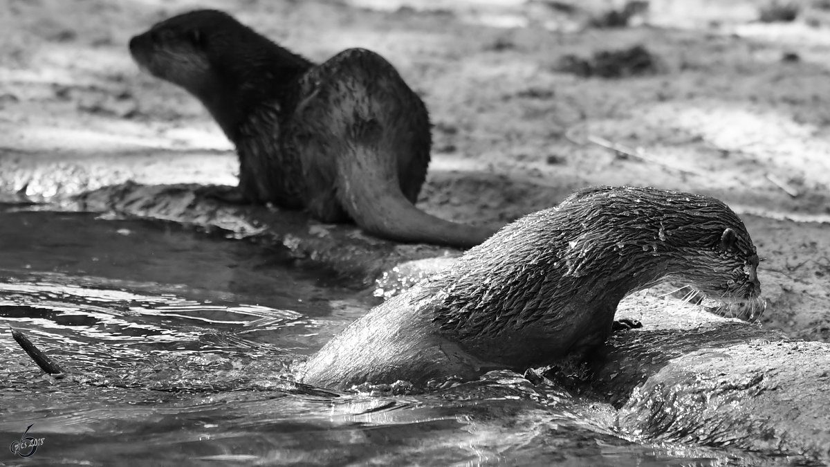 Zwergotter Ende April 2018 im Zoo Berlin.