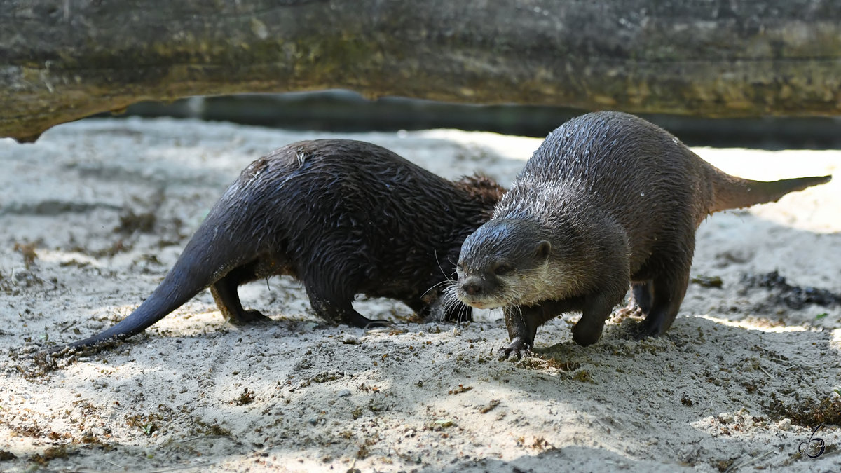 Zwergotter im Zoo Berlin. (April 2018)