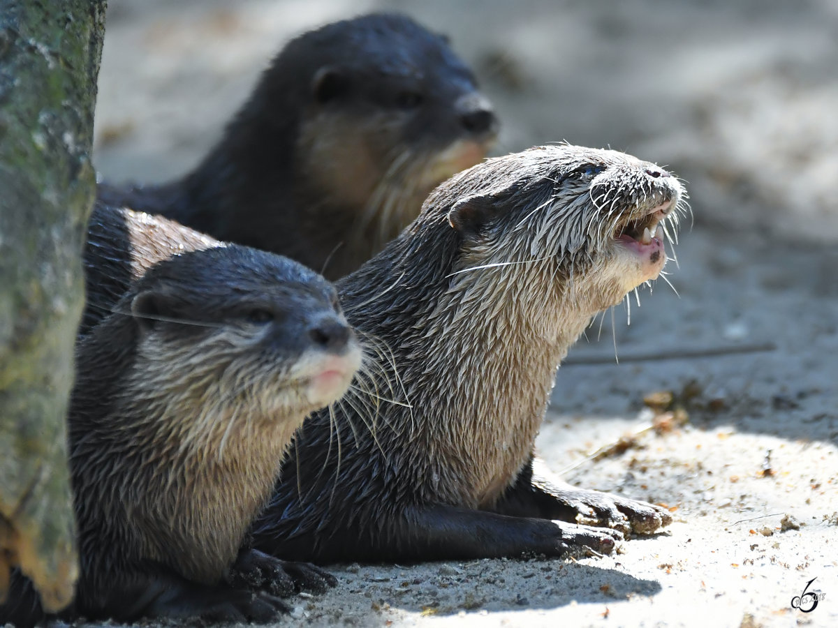 Zwergotter im Zoo Berlin. (April 2018)