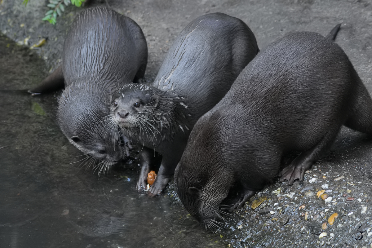 Zwergotter im Zoo Duisburg. (September 2010)