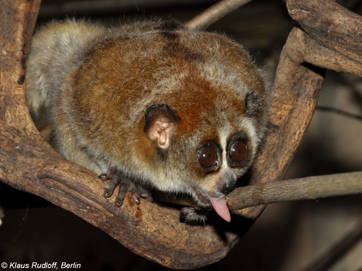 Zwergplumplori (Nycticebus pygmaeus) im Thringer Zoopark Erfurt.