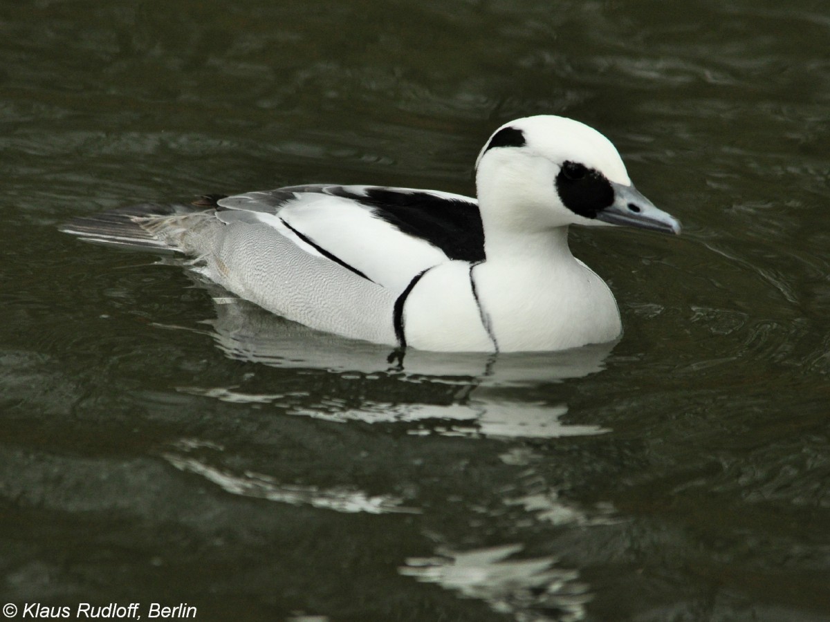 Zwergsger (Mergus albellus). Mnnchen im Tierpark Cottbus (April 2015).