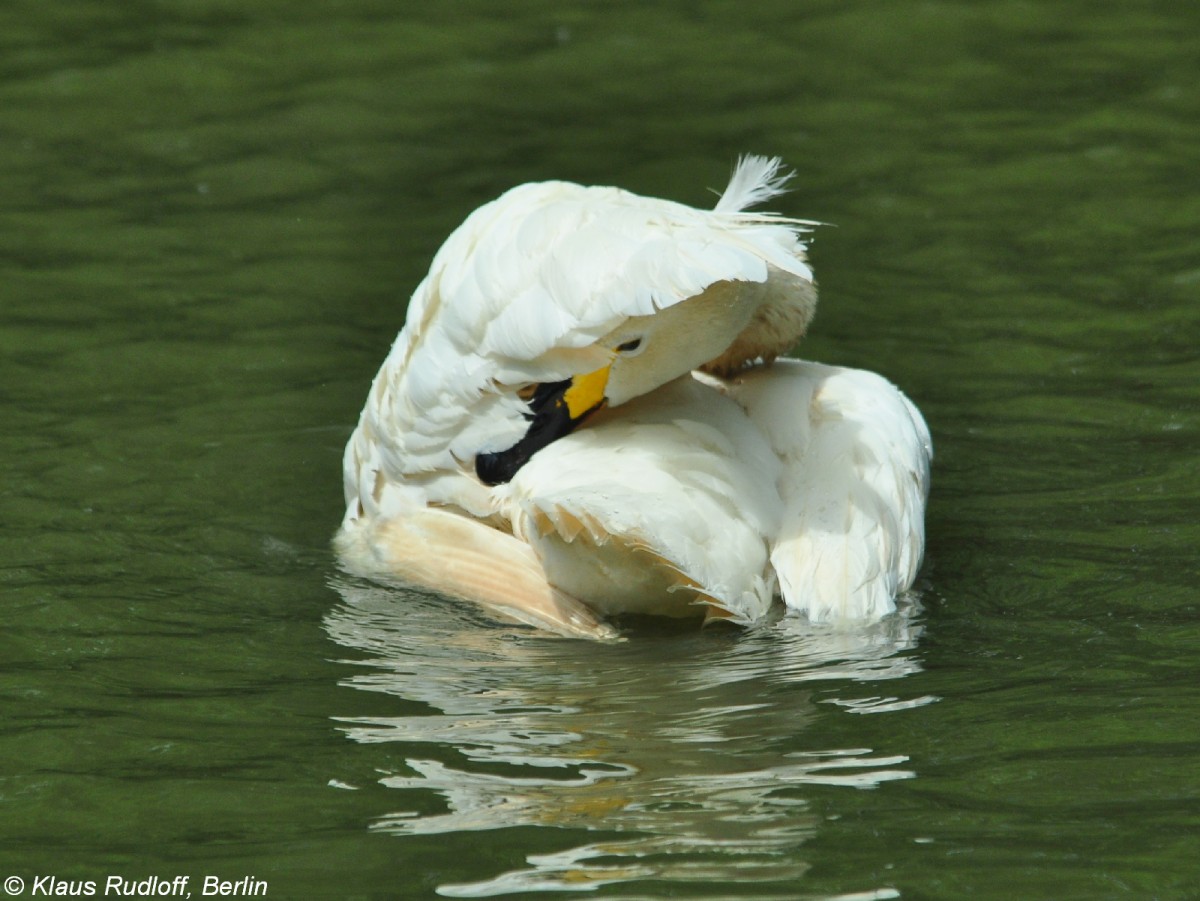 Zwergschwan (Cygnus bewickii) im Zoo Hluboka /Tschechien