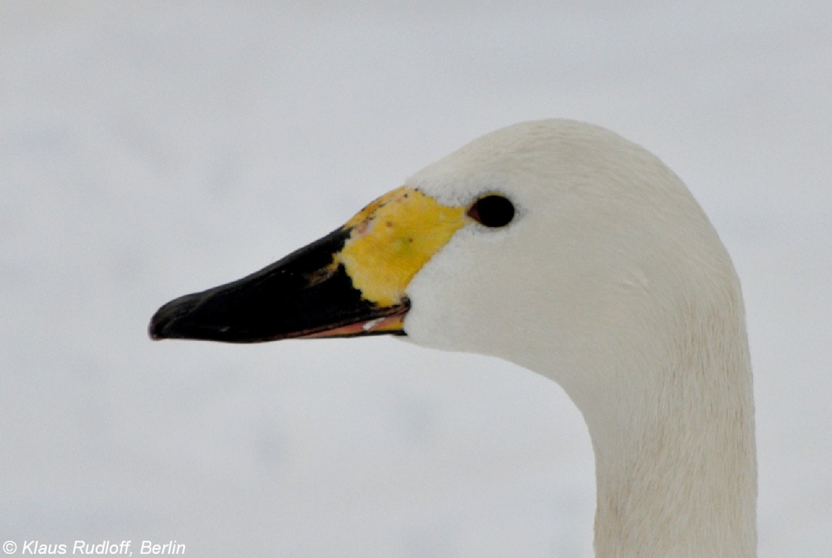 Zwergschwan (Cygnus columbianus bewickii) im Tierpark Berlin (2010).