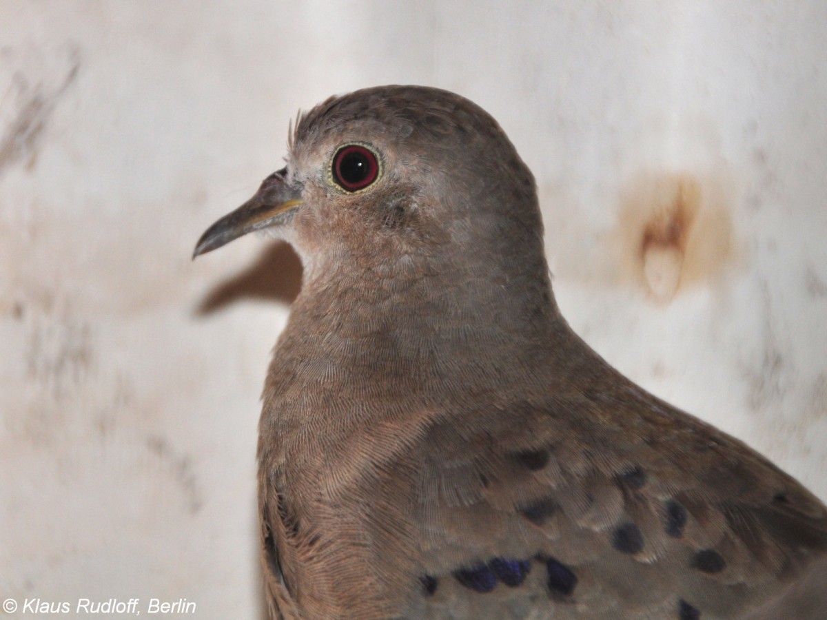 Zwergtubchen (Columbina minuta) auf der Landesvogelschau Recklinghausen (Januar 2014).