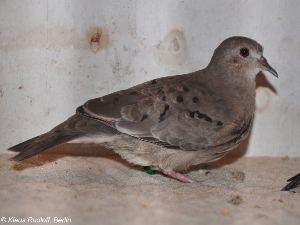 Zwergtubchen (Columbina minuta) auf der Landesvogelschau Recklinghausen (Januar 2014).