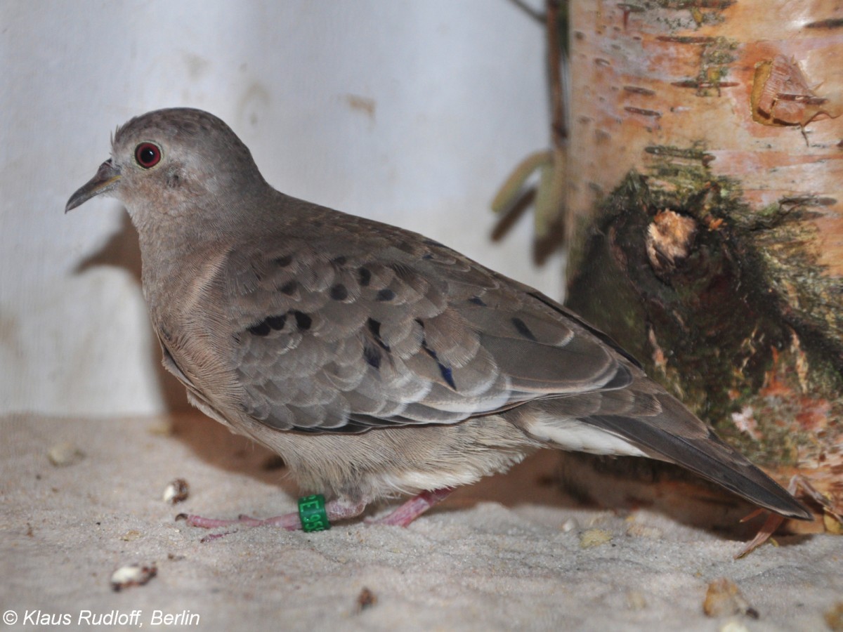 Zwergtubchen (Columbina minuta) auf der Landesvogelschau Recklinghausen (Januar 2014).