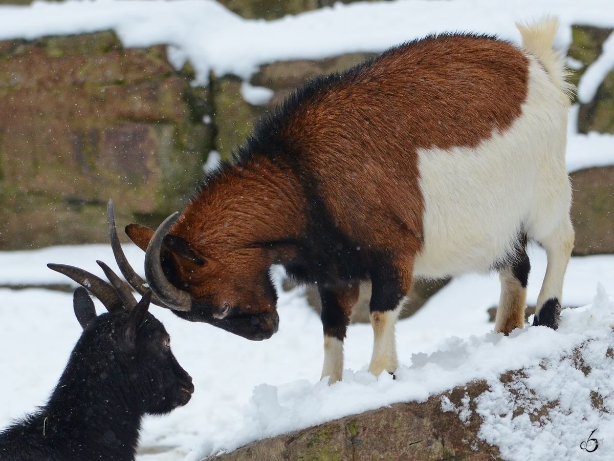 Zwergziegen im Zoo Dortmund. (Februar 2013)