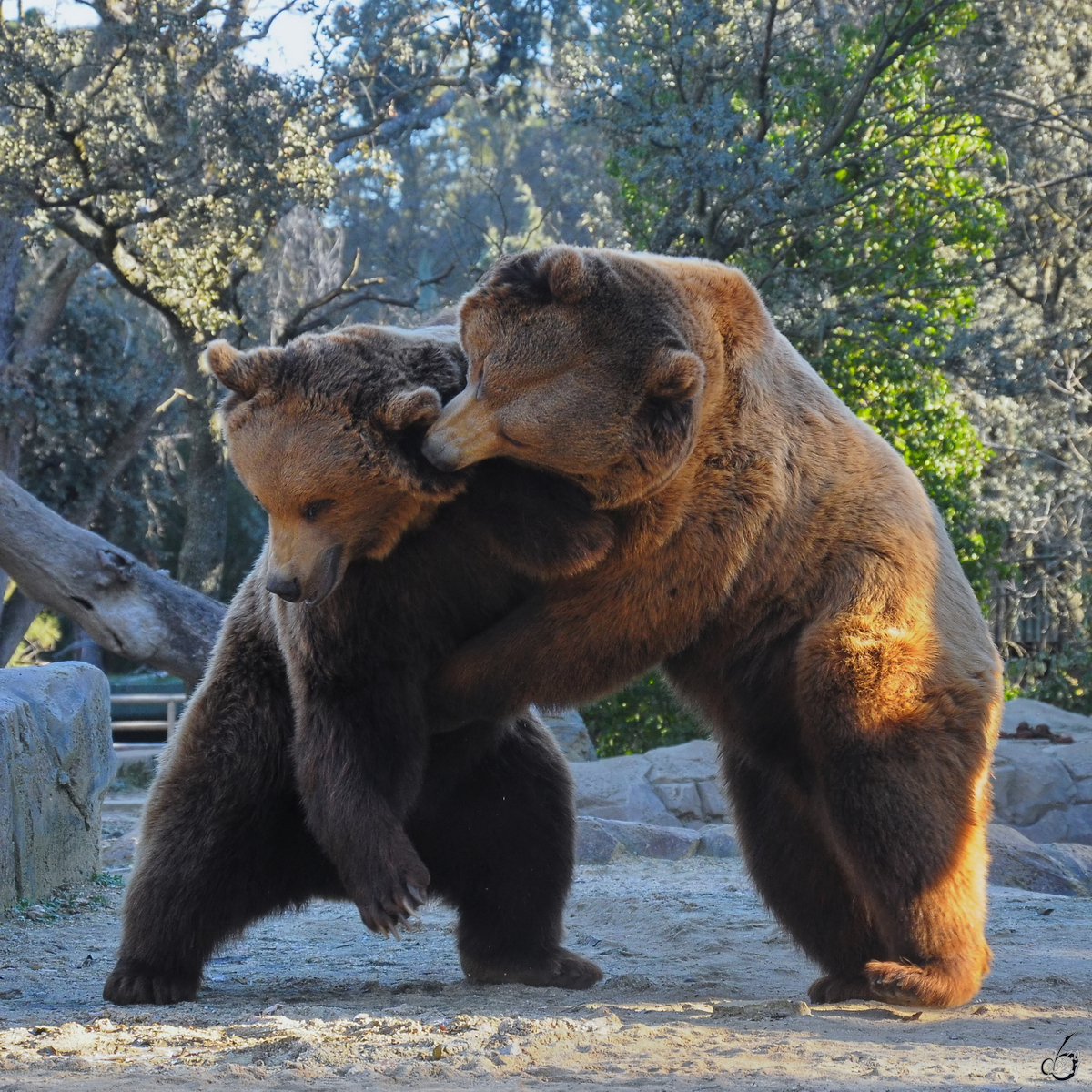 Zwischen diesen beiden Braunbären gab es ein wenig Zoff. (Zoo Madrid, Dezember 2010)